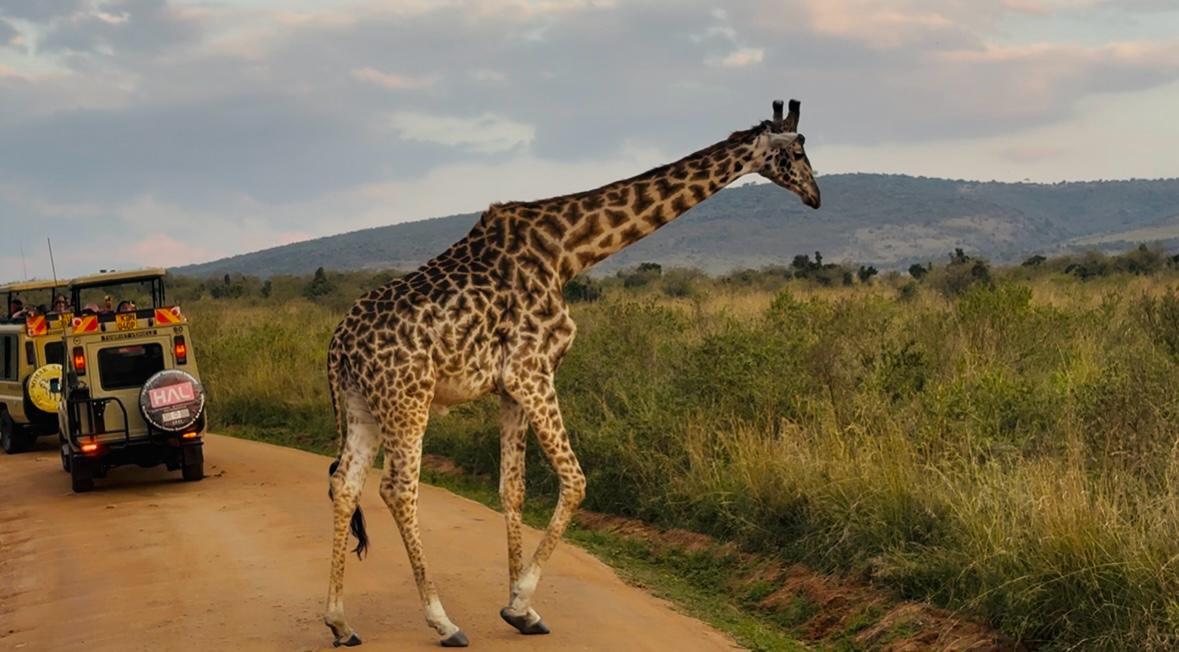 Twiga Safari