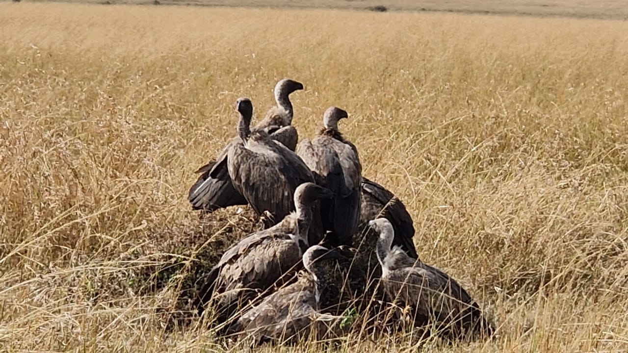 Birdwatching