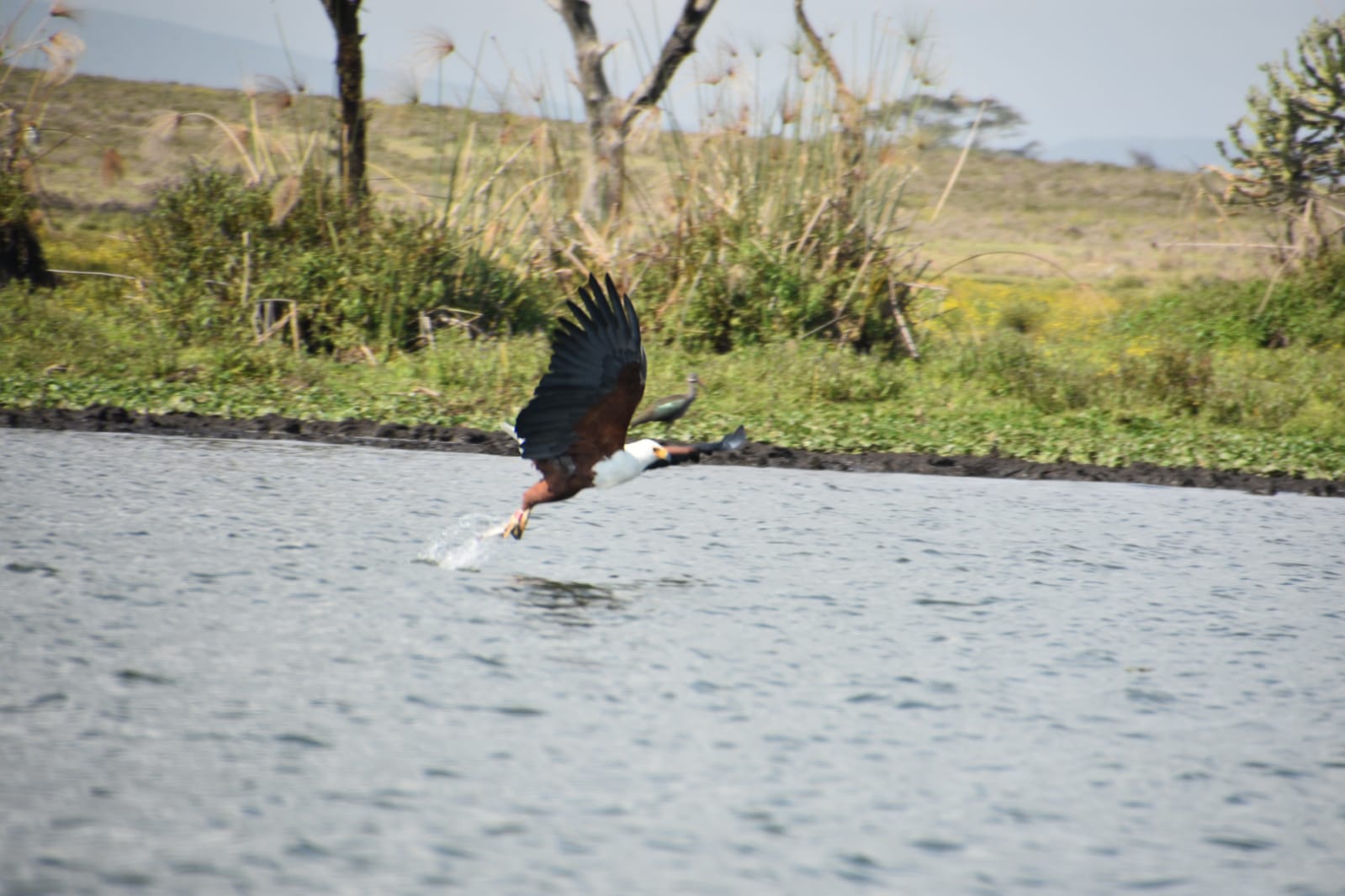 Eagle Safari