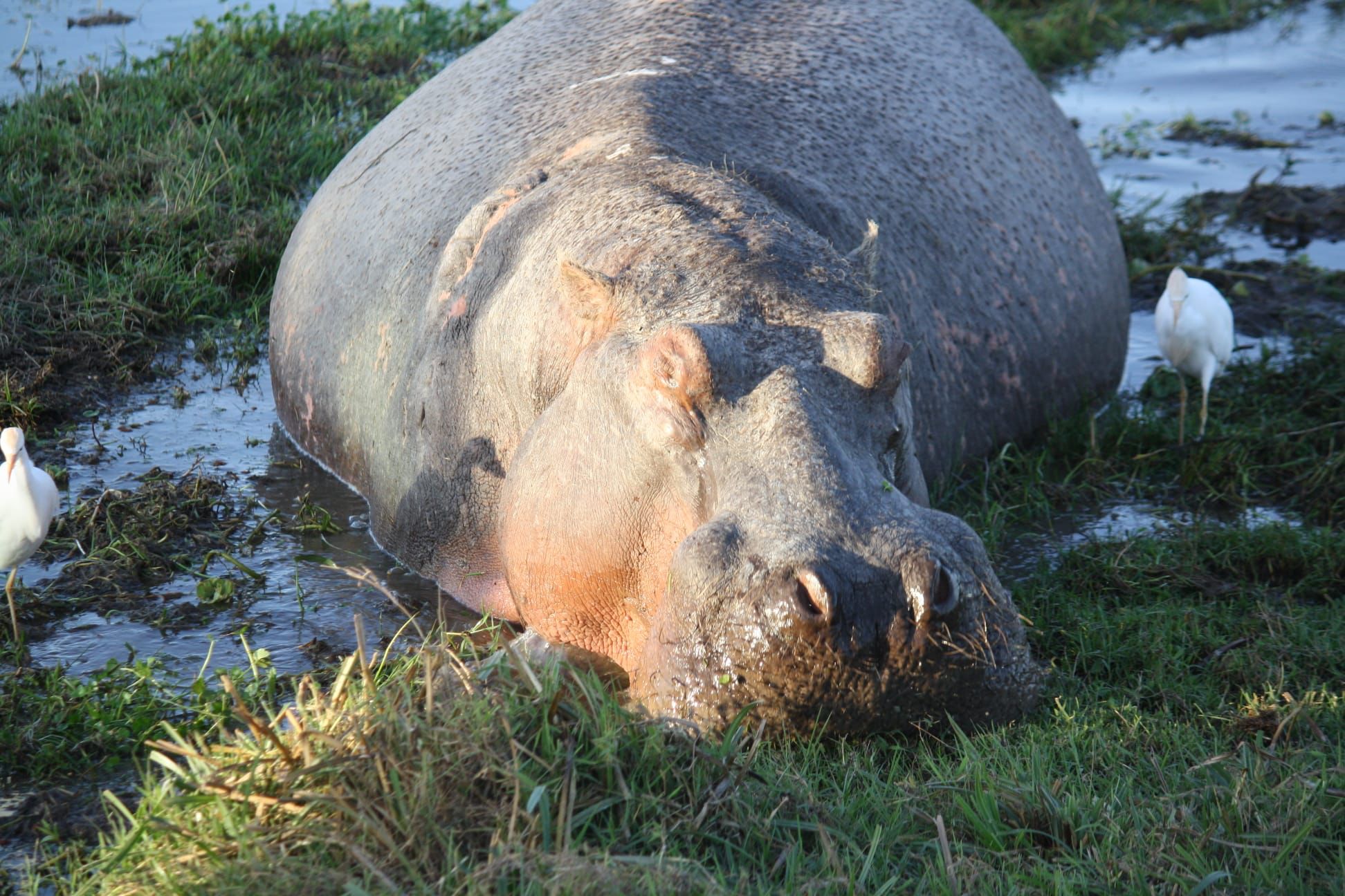 Hippo Safari