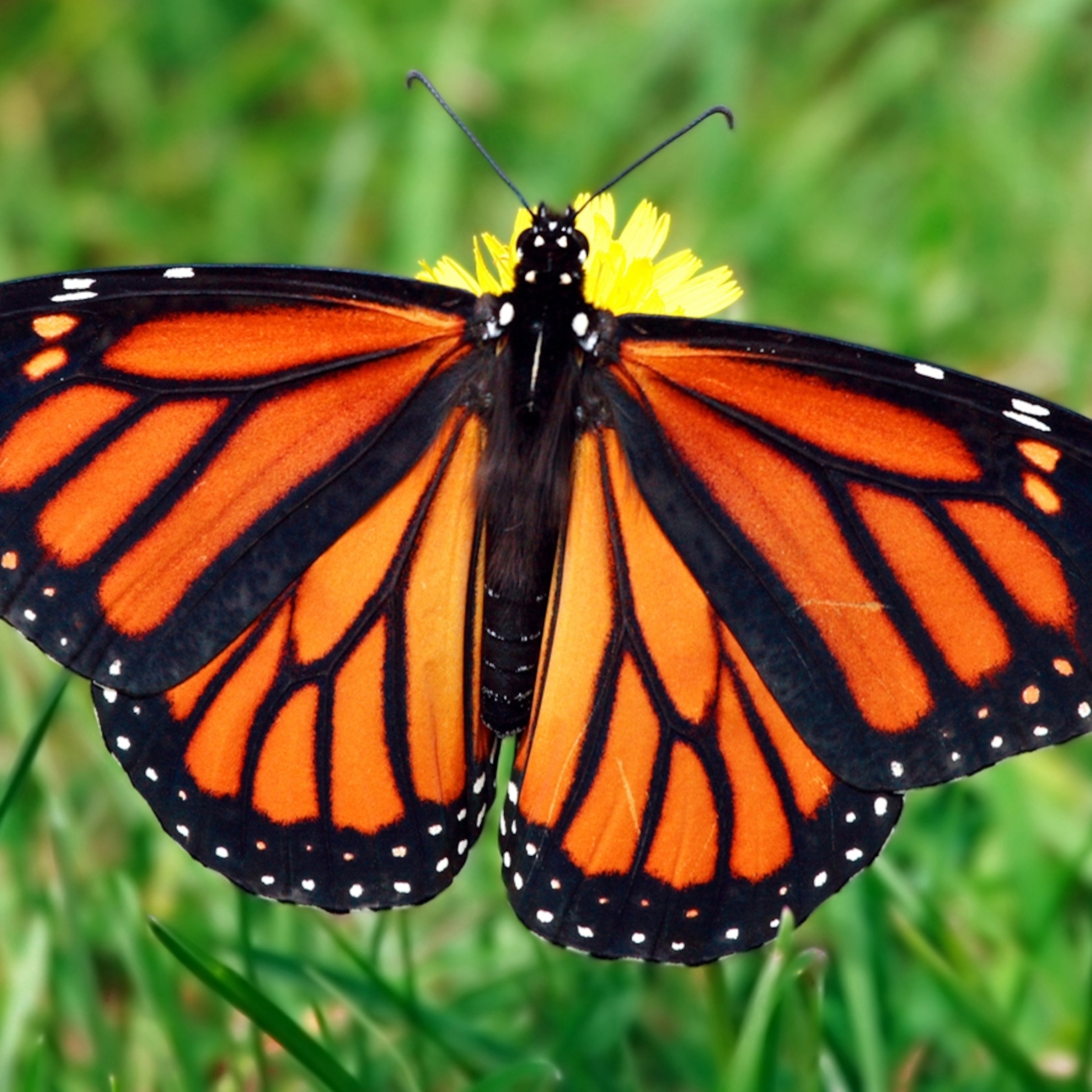 butterfly Safari