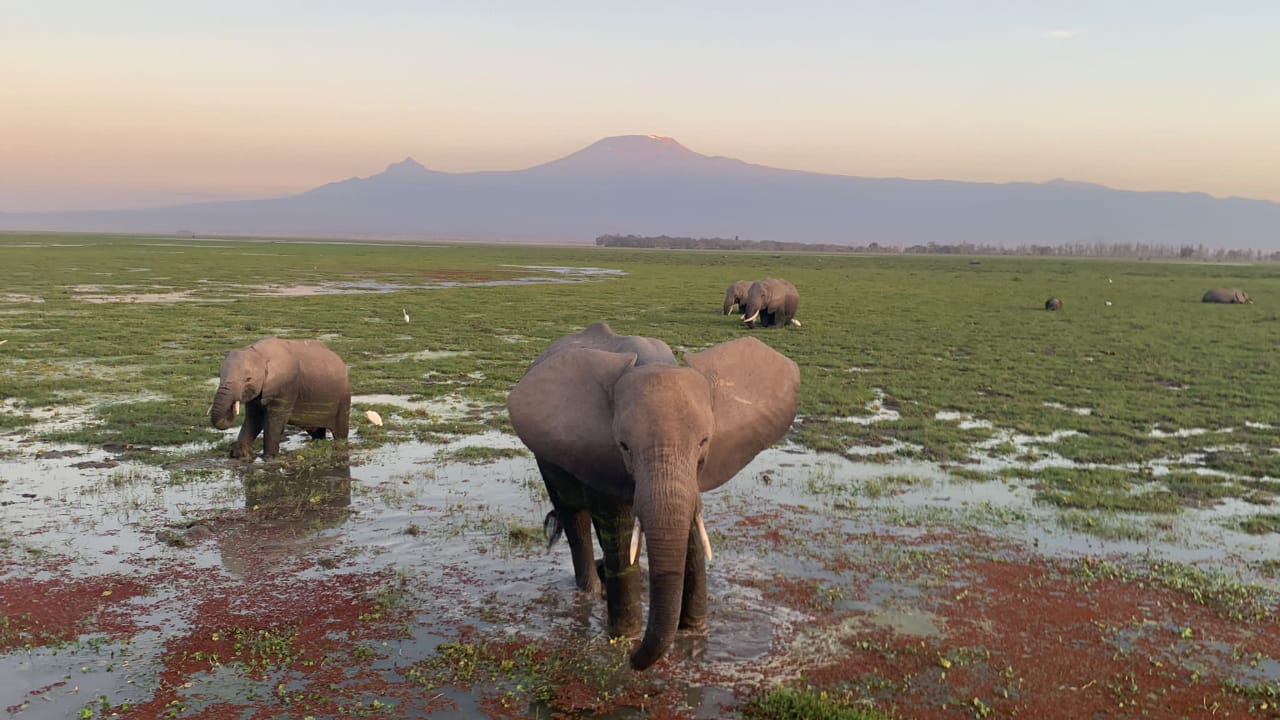 Elephant Safari