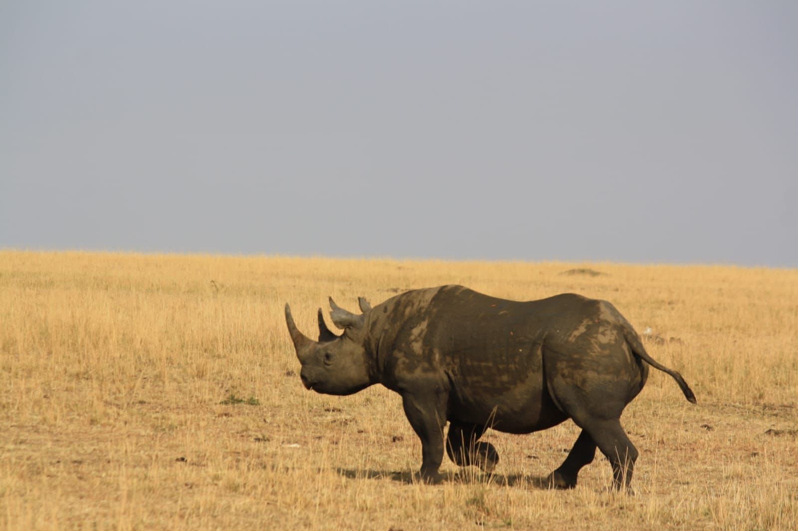 Kifaru Safari