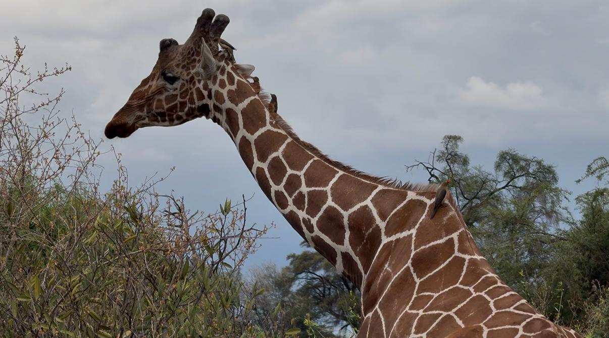 Twiga Safari