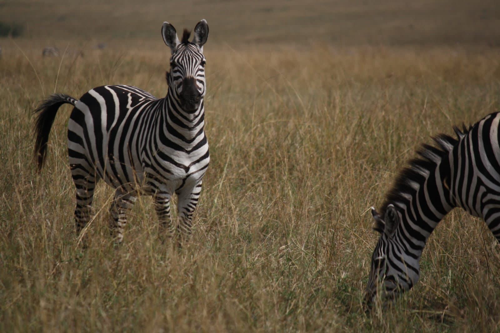 Wildlife Safari